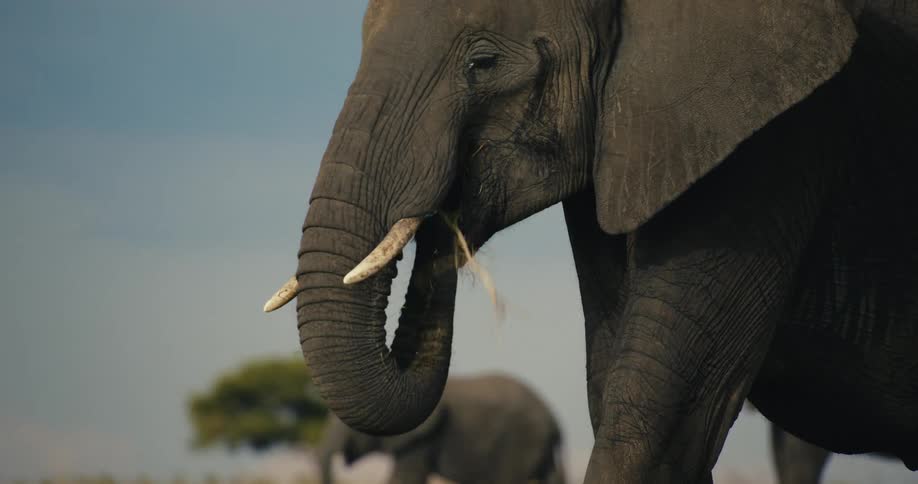 An elephants weathered face its wrinkled skin and long tusks conveying a sense of wisdom and age as it grazes on grass