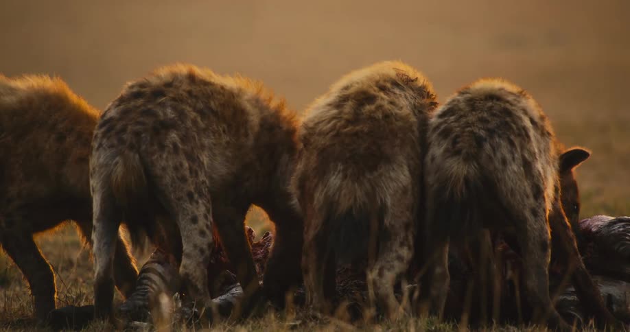 A group of hyenas feasting on a carcass in the golden light of the savanna