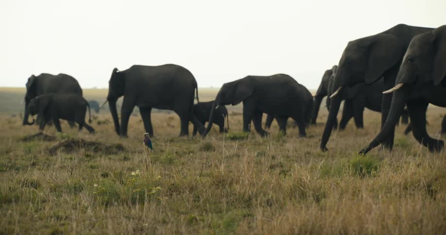 A bird is watching a group of elephants