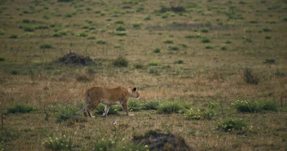 A female lion walks across a grassland on a summer day