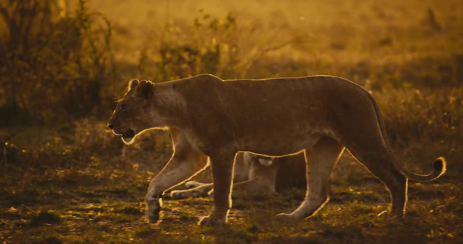 A lion walks past another resting lion