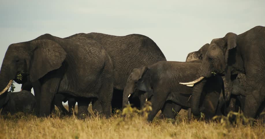 A herd of elephants walks through a grassy field