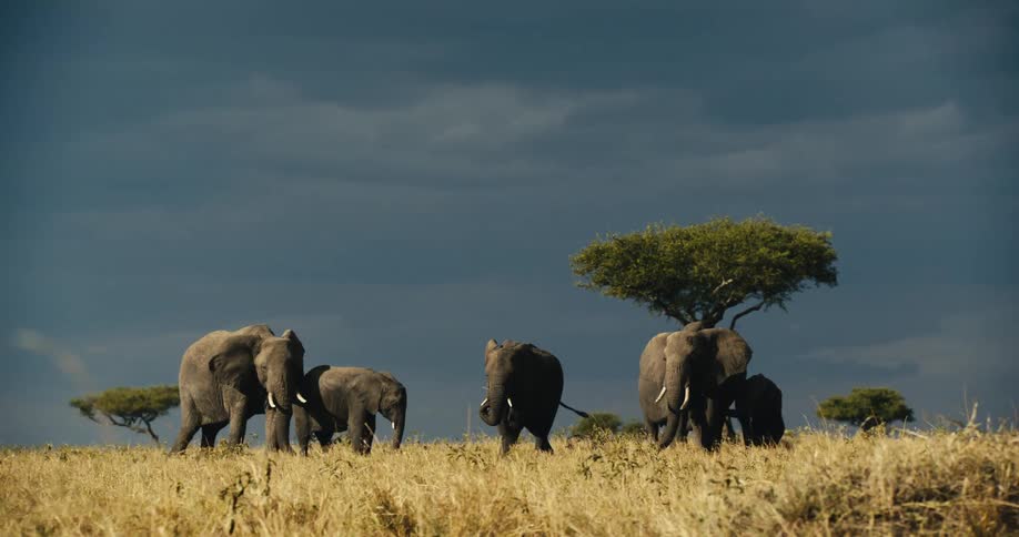 A group of elephants walk together in the grass