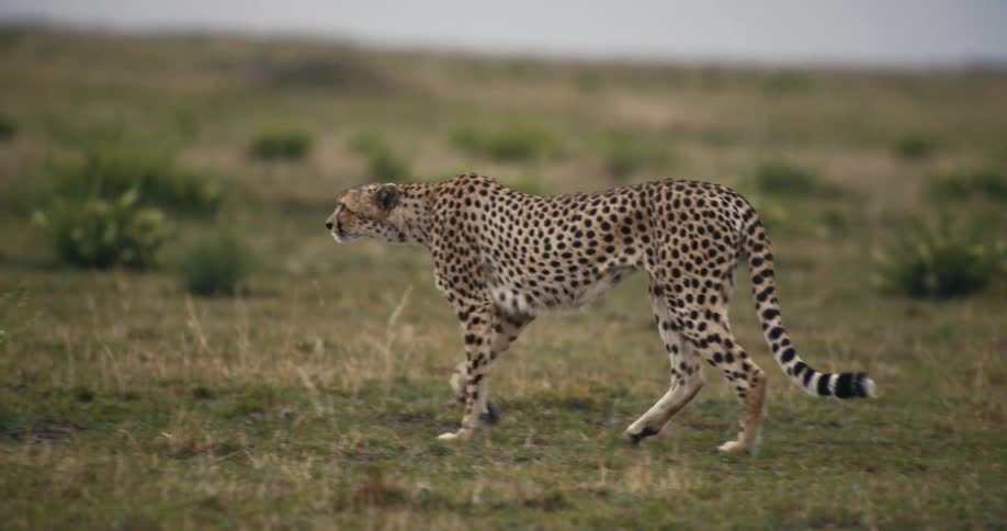 A cheetah walks along the savanna