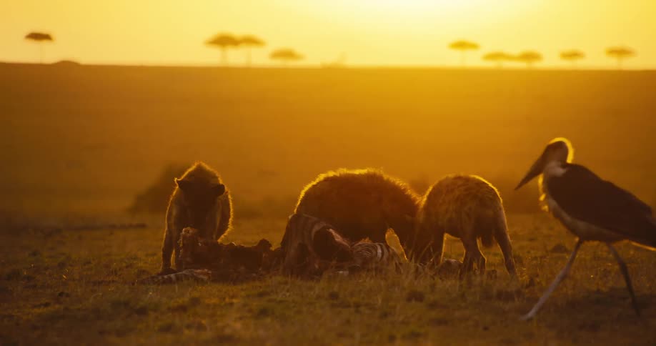 Herons surround a small group of hyenas eating the carcass of a zebra