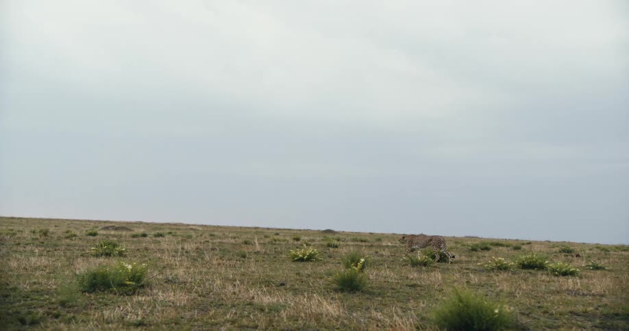 A cheetah is walking across the field
