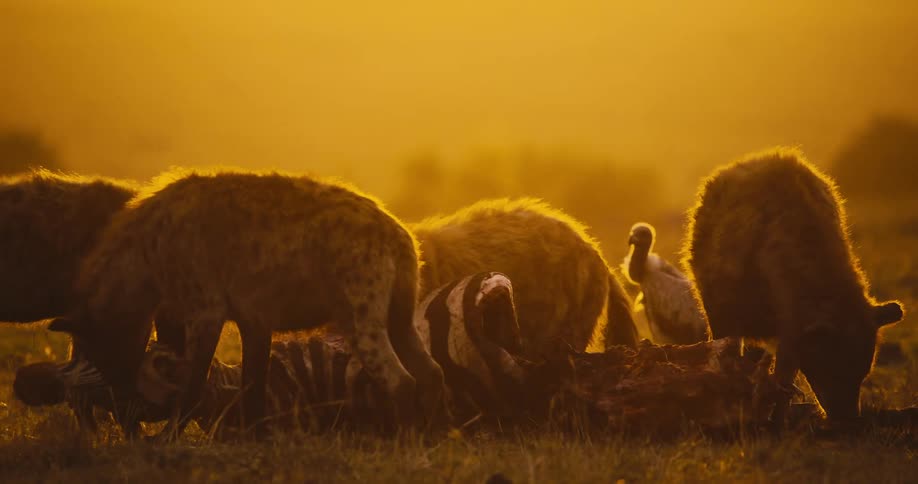 A group of hyenas feasting on a zebra carcass in the golden light of an african sunset