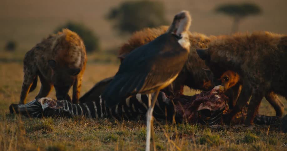 Birds watch hyenas eat a zebra