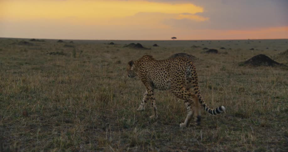 Cheetah walking on a savanna against a cloudy reddish sky