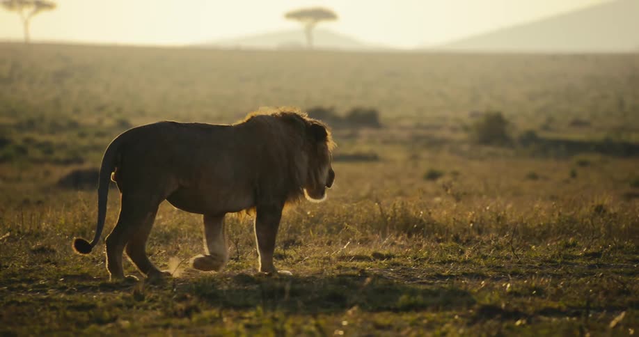 Lion walking through the jungle in the late afternoon