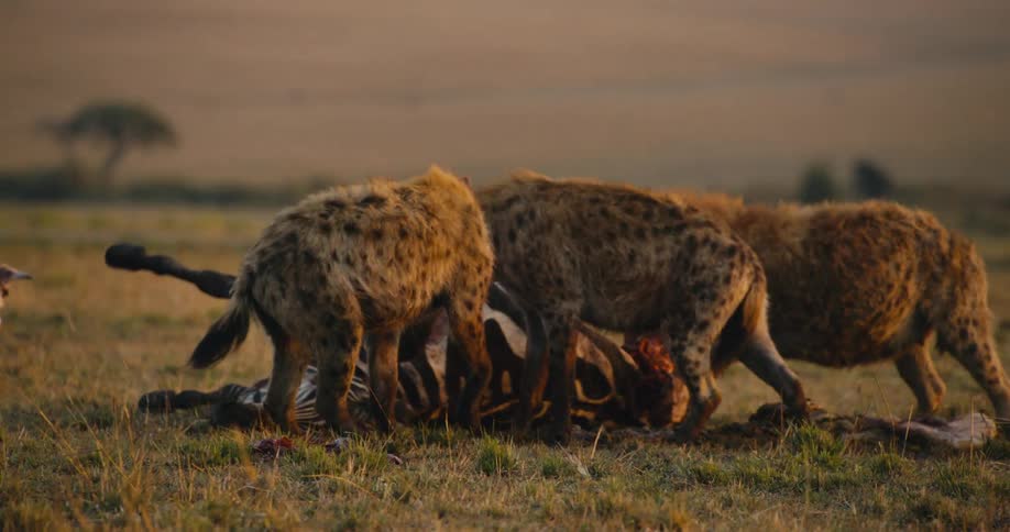Seagull passing by a group of hyenas that are eating the carcass of a zebra in the jungle
