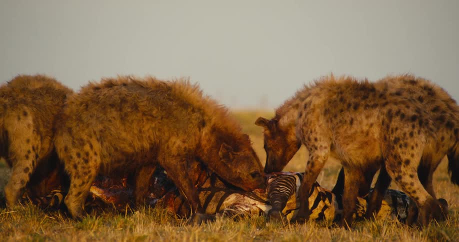 Hyenas eating a zebra in the jungle