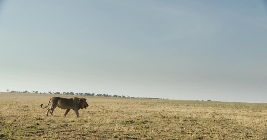 A majestic lion strides across the golden savanna