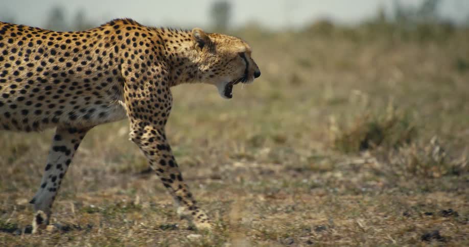 A cheetah walking through tall grass in a savanna landscape