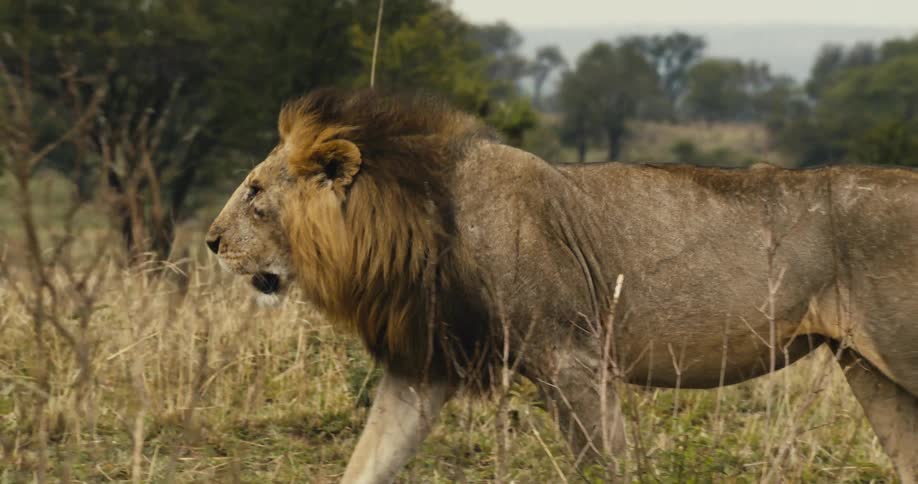 A lion with a wound on its eye walking on the beige grass of a savanna