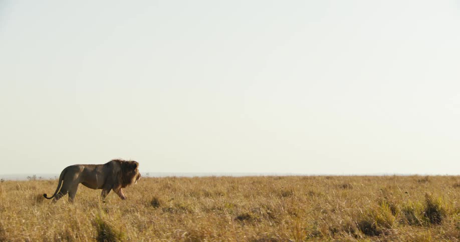 Male lion walking across a large open field out in the wild
