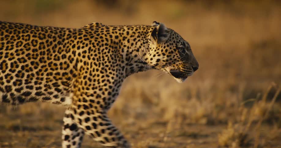 A leopard with its distinctive spotted coat walking through tall grass in the golden light of the savanna