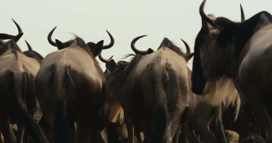 A large herd of wildebeest moving together in a vast african landscape