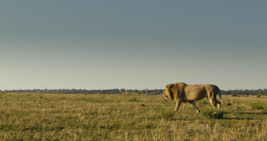 A lion is walking on the long field