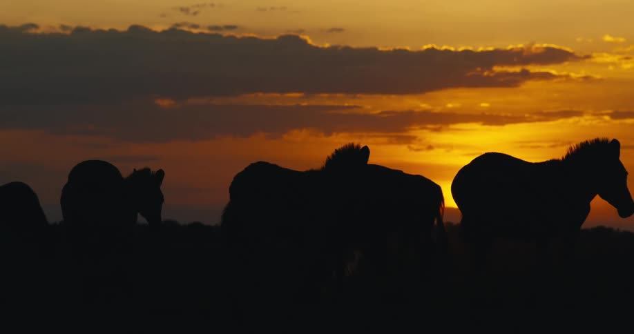Silhouette of zebras walking in the jungle at dawn