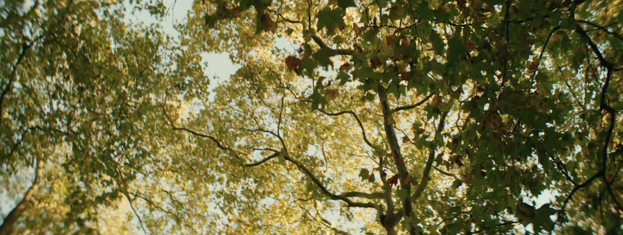 Sunlight filters through the green and yellow leaves of tall trees with branches stretching across the frame