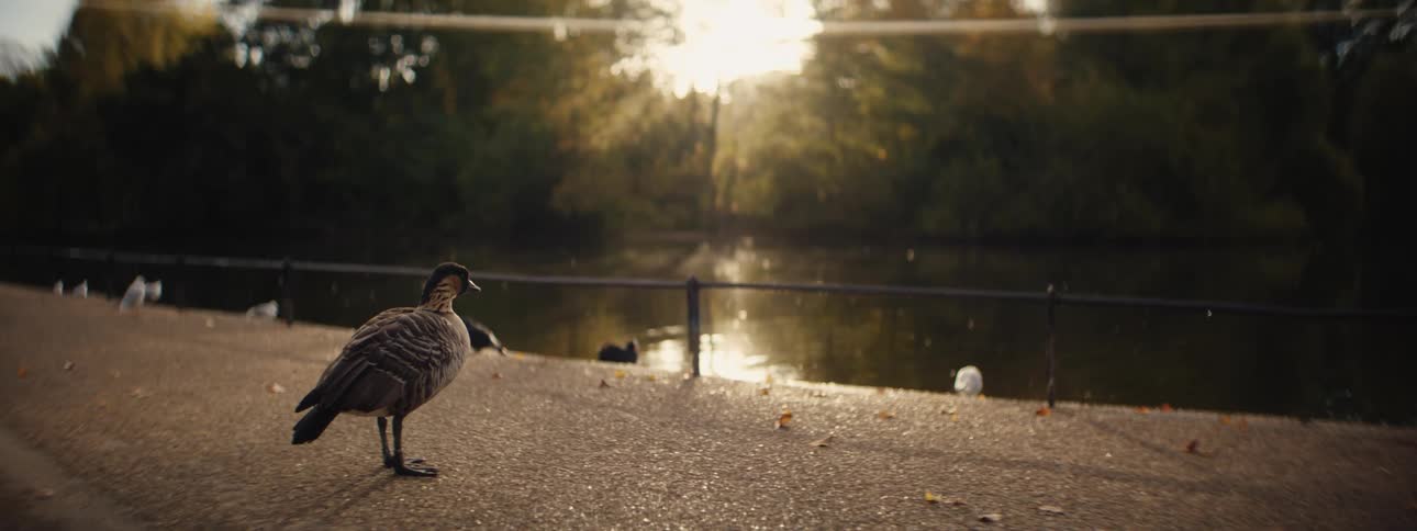 A duck is sitting on the sidewalk near a body of water at dusk