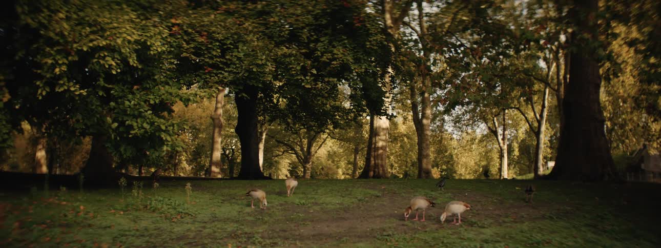 A group of geese grazing in a grassy area surrounded by tall trees in a park