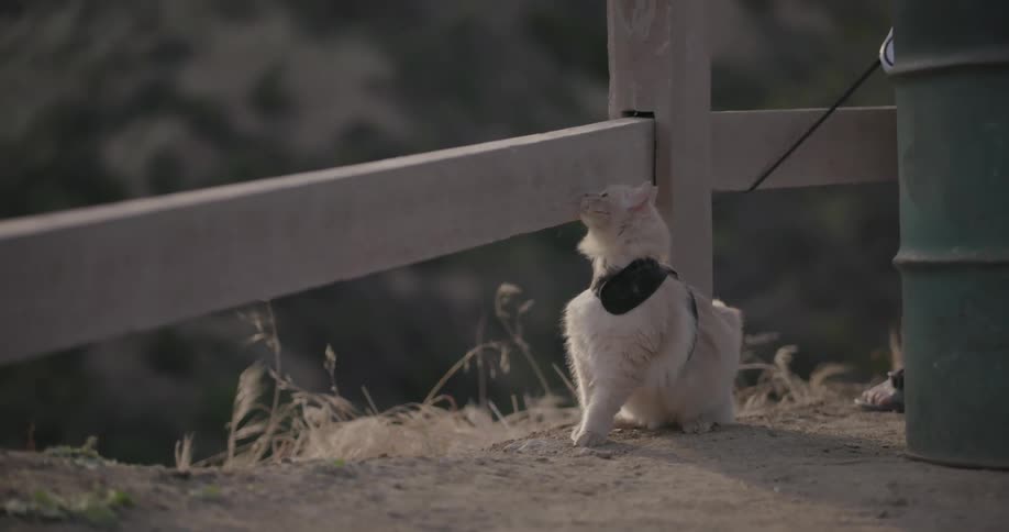 A cat stands next to a wood fence post