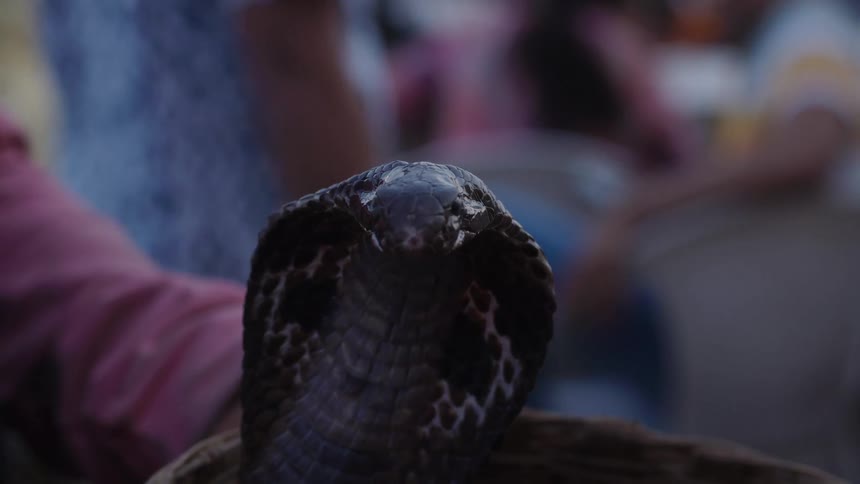 Close up of a snakes face