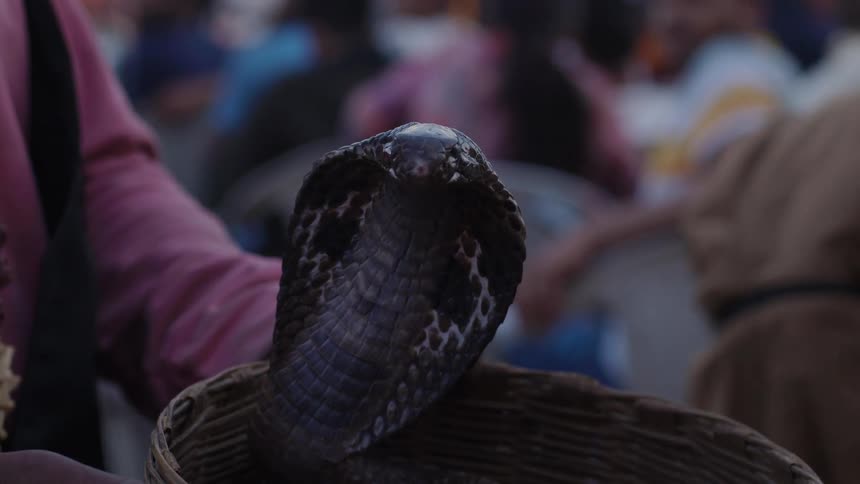 A snake with its hood expanded is being held in a basket by a person wearing a pink shirt with a blurred crowd in the background