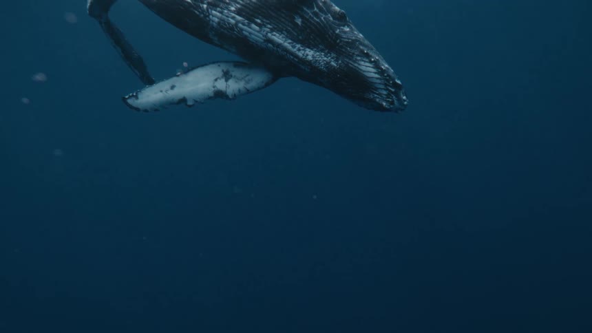 Large whale surrounded by fish on the surface of the ocean