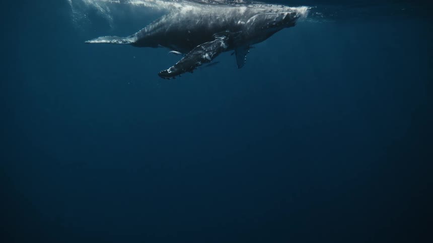 A whale is floating underwater