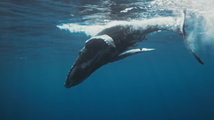 Fish surrounding a large whale on the surface of the ocean