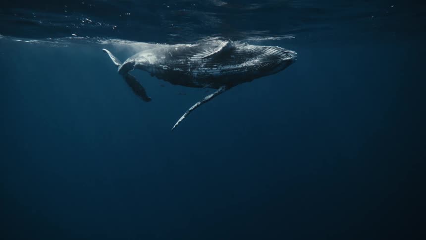 Whale swimming near the surface rolls over onto its back during the day