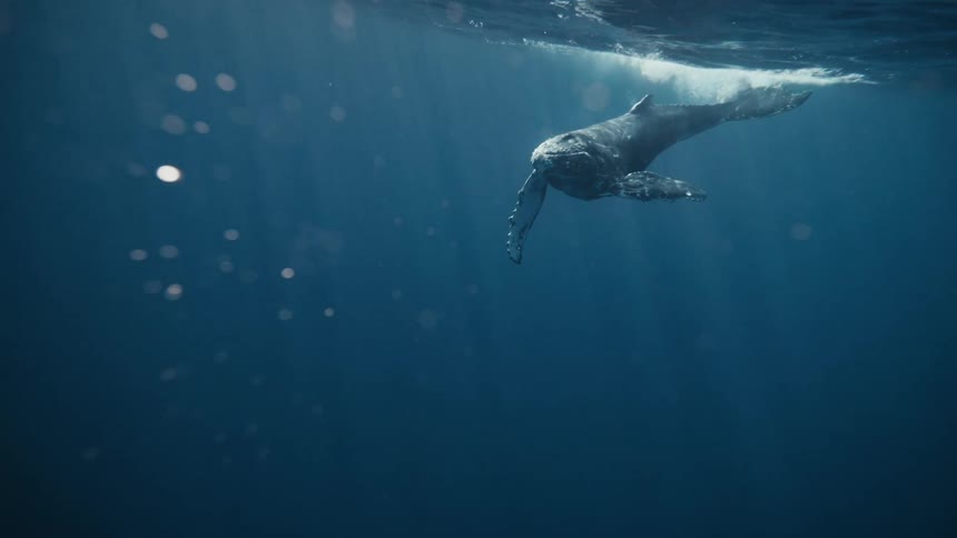 Whale swimming on the surface of the sea