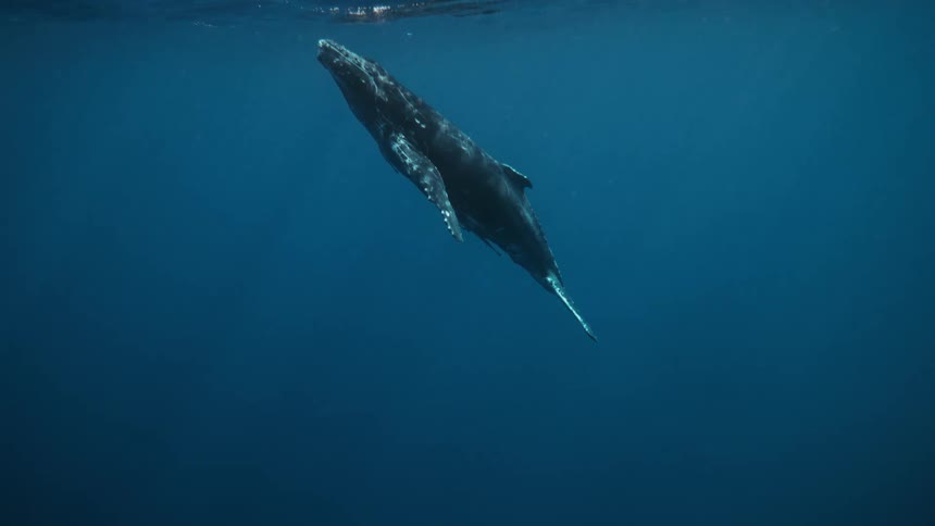 Whale rising to the surface of the ocean