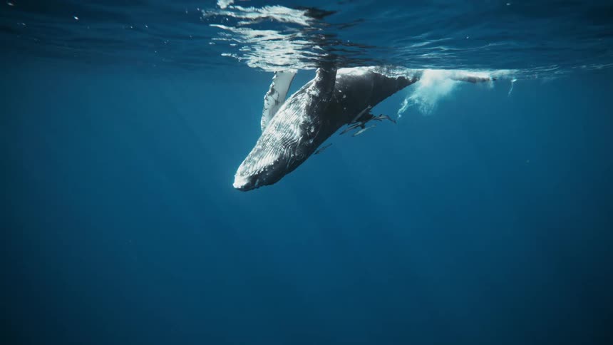 A footage of a whale underwater