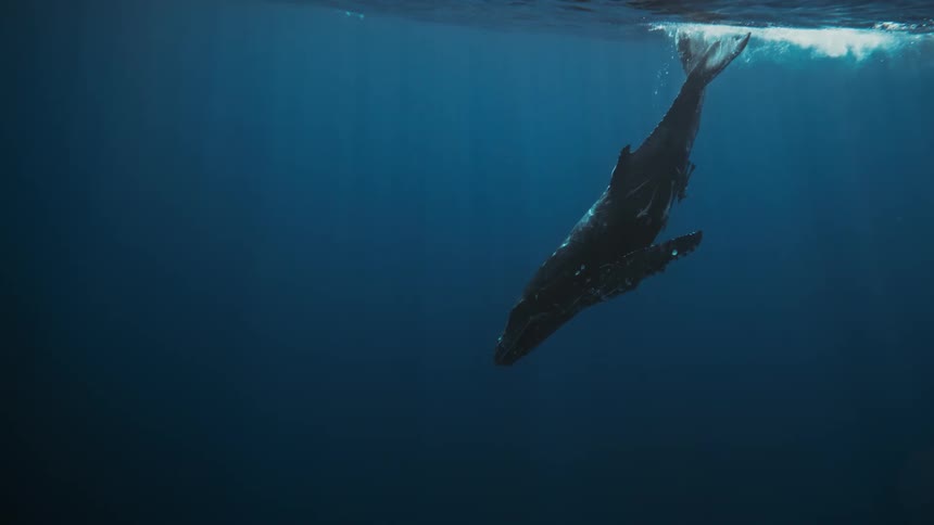 A large humpback whale swims through the ocean surrounded by a school of smaller fish