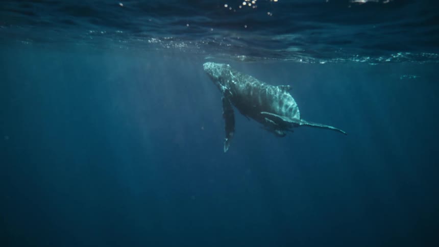 A whale floats at the surface of the water