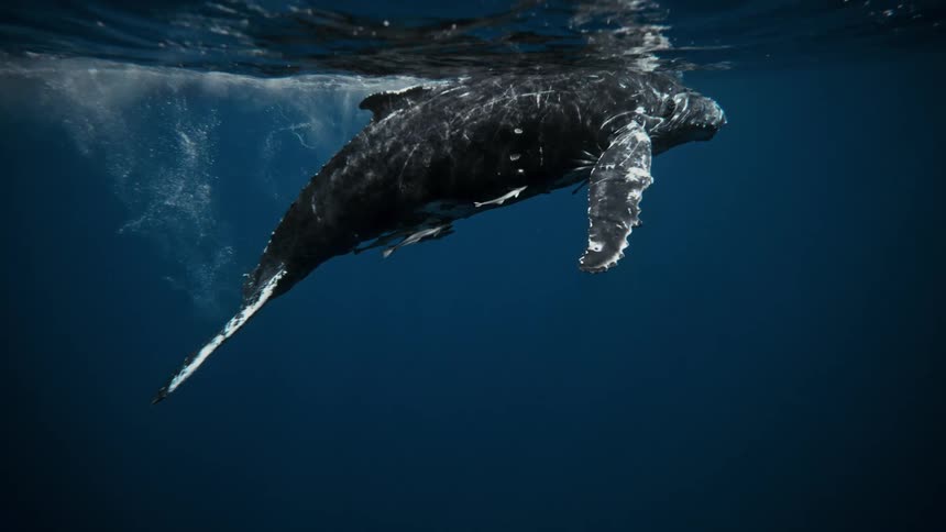 Whale near the surface of the ocean with fish around