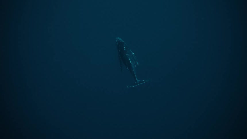 Lone whale swimming in the ocean