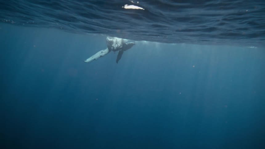 Whale swimming on the surface of the sea