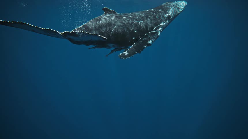 A clip of a whale swimming underwater