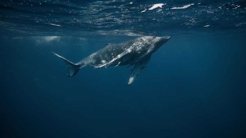Whale swimming on the surface of the blue sea