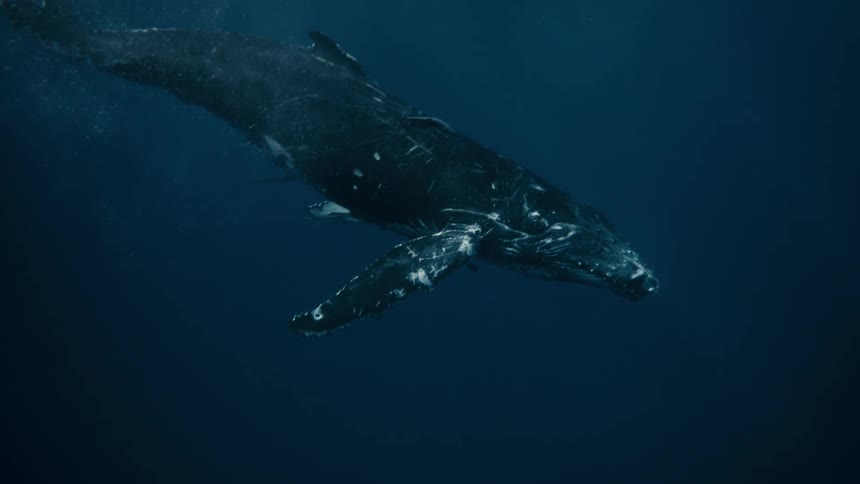 Whale swimming in the ocean towards the depths