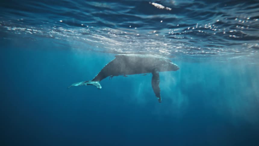 A humpback whale swims just beneath the surface of the ocean exhaling air and creating bubbles around its body