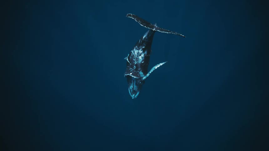 A humpback whale dives gracefully into the deep blue ocean its powerful tail flukes disappearing beneath the surface