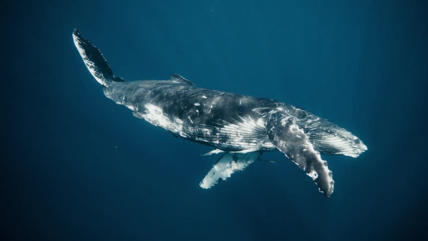 Whale swimming in the ocean while surrounded by fish