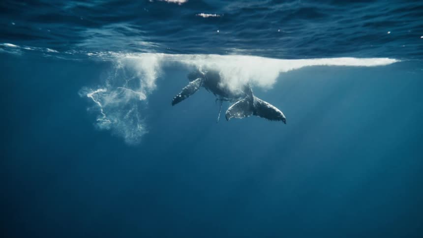 Large whale swimming on the surface of the ocean