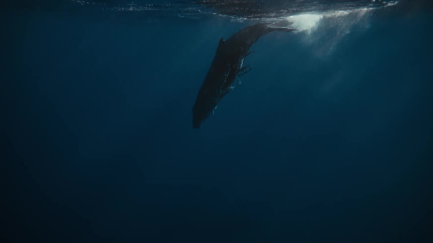 Huge whale on the surface of the ocean surrounded by fish